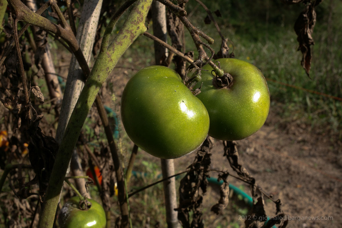 Barga Daily Image – 10 October 2012