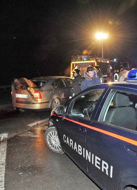 Puledro fugge da un maneggio e viene investito da un’auto