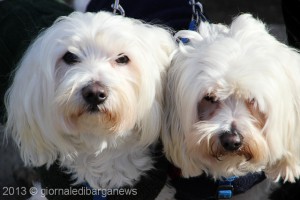 benedizione animali 2013 (131 di 233)