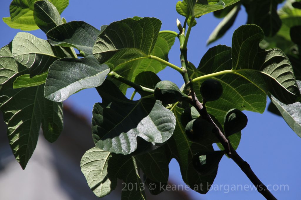 Daily Image – 20th June 2013