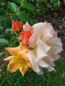 Rose in giardino