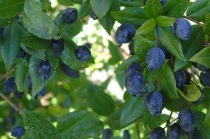 Blue_myrtle_berries