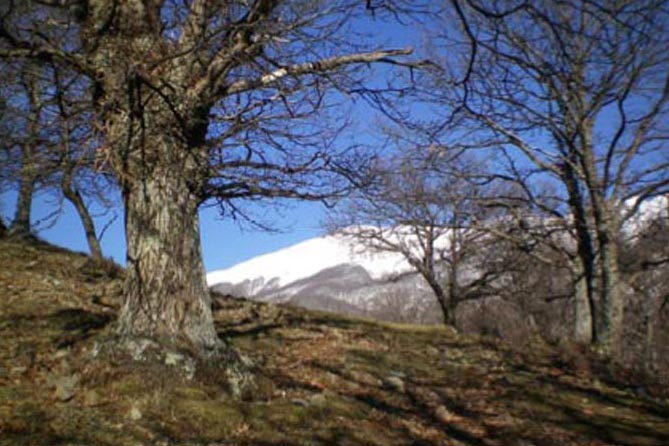 I castagni monumentali nella Valle del Serchio
