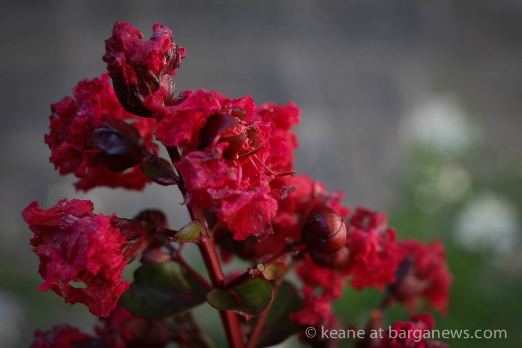 images from barga -3205