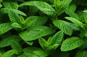 mint