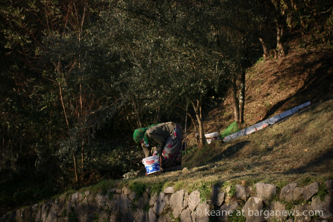 Olive harvest starts around Barga