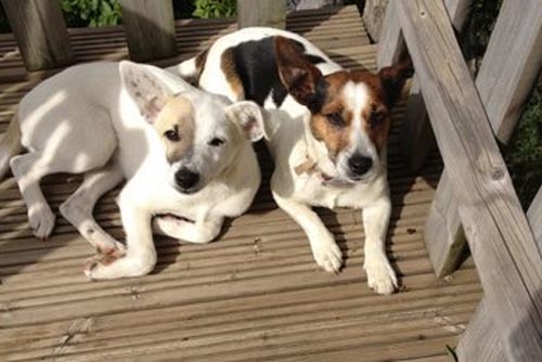 The Puppies