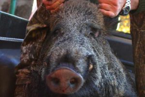 wild_boar