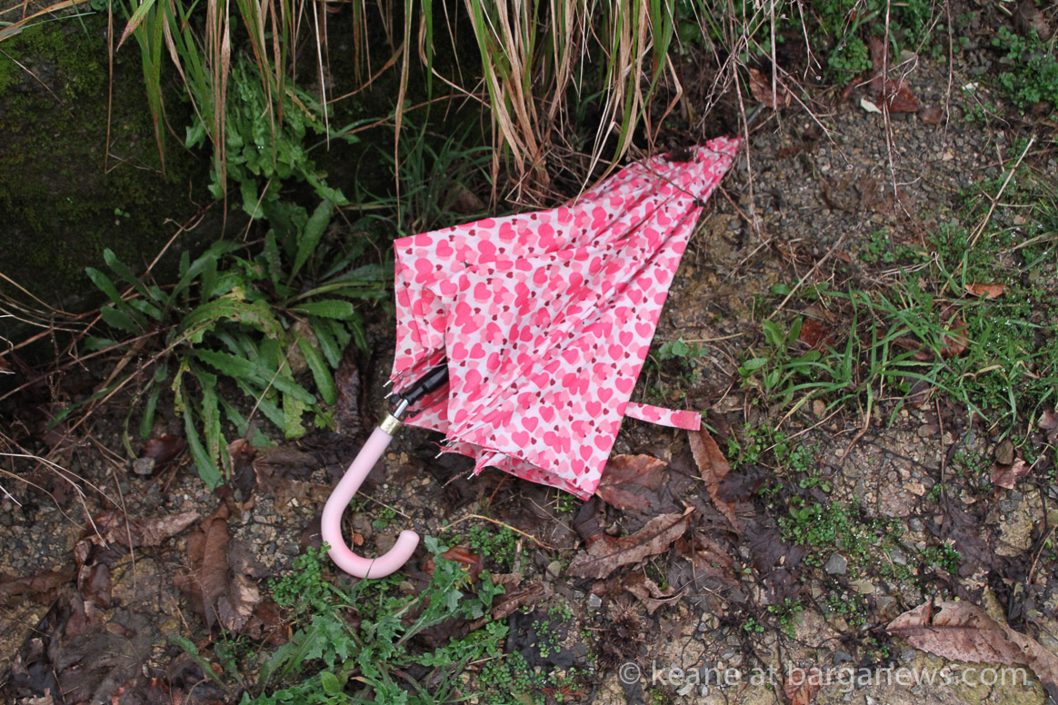 Mother Nature fools us again – is primavera (Spring) here?