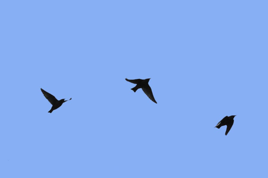 The swallows and swifts are telling us something