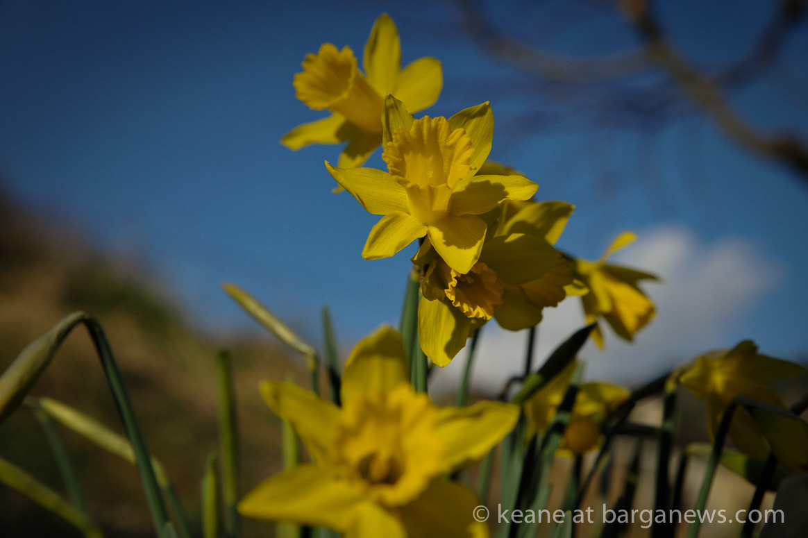 Early spring flowers