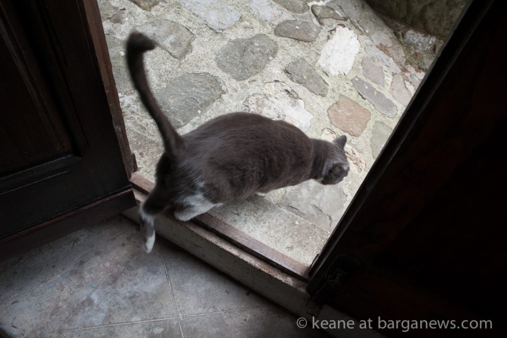 4500 km round trip to let the cat out