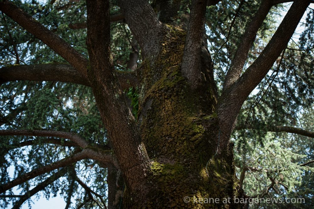 images from barga (LU) Italy