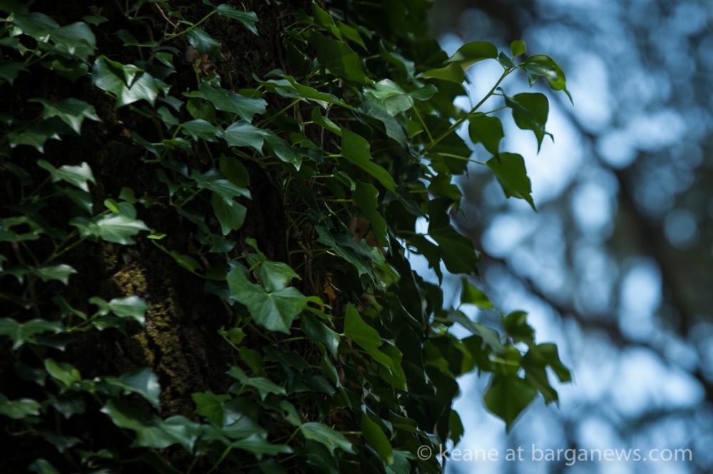 images from barga (LU) Italy