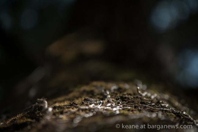 images from barga (LU) Italy