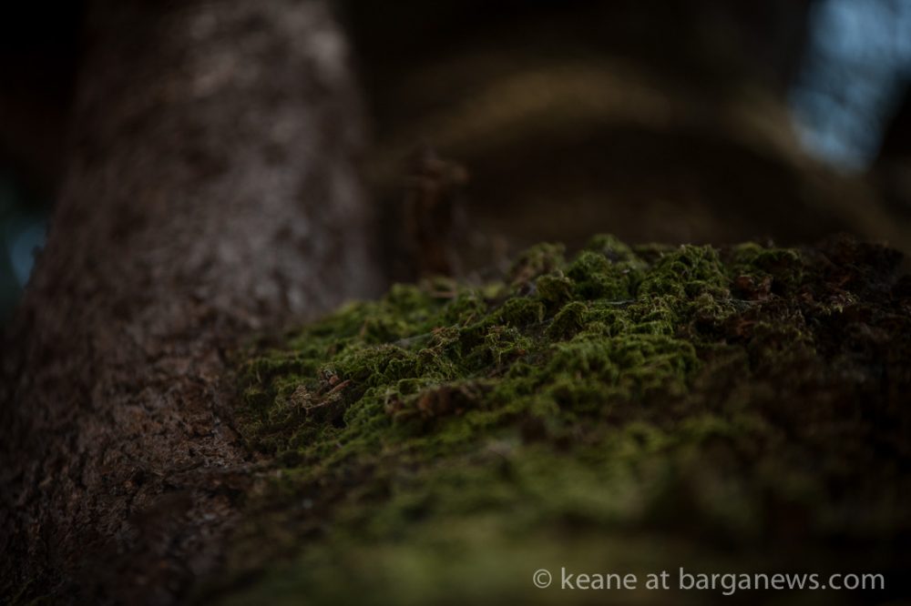 images from barga (LU) Italy