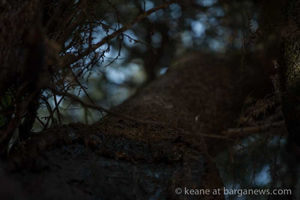 images from barga (LU) Italy