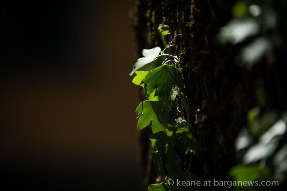 images from barga (LU) Italy