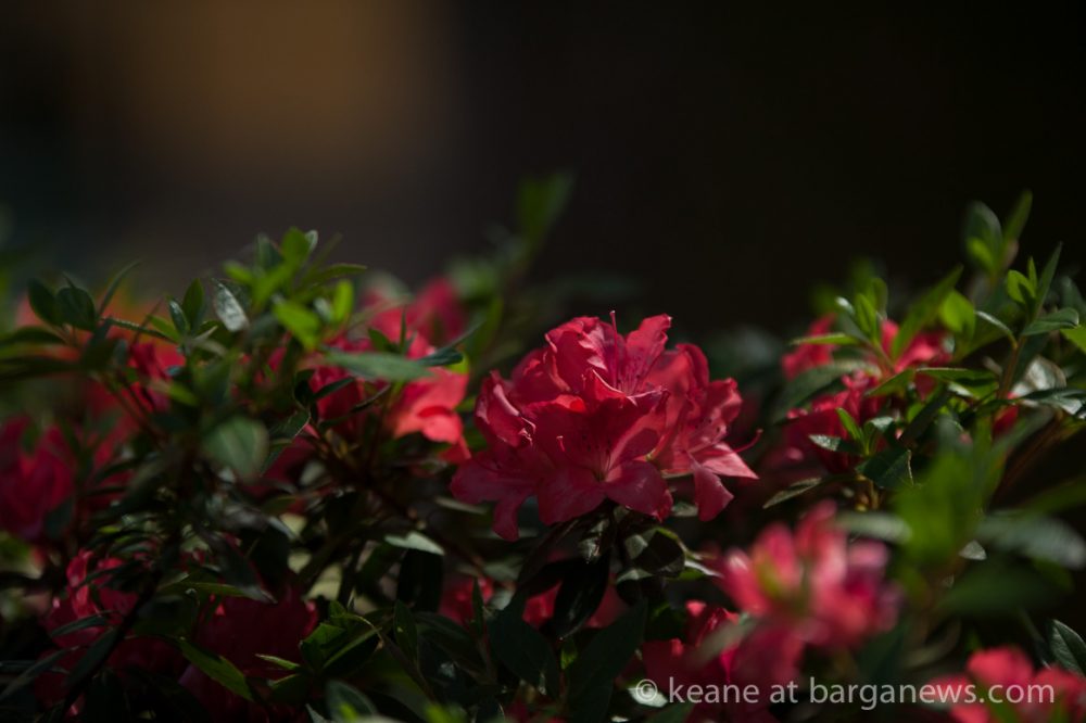 images from barga (LU) Italy