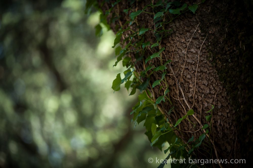 images from barga (LU) Italy