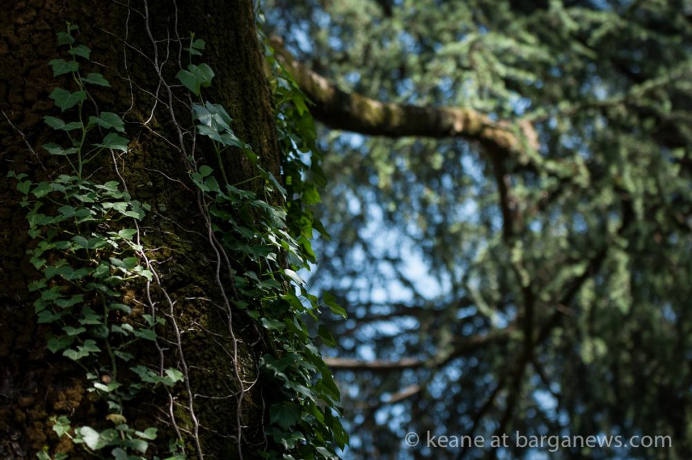 images from barga (LU) Italy