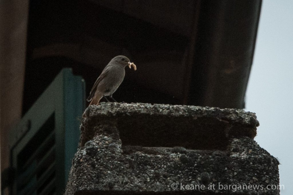 “Geiger counter” birds in Barga Vecchia