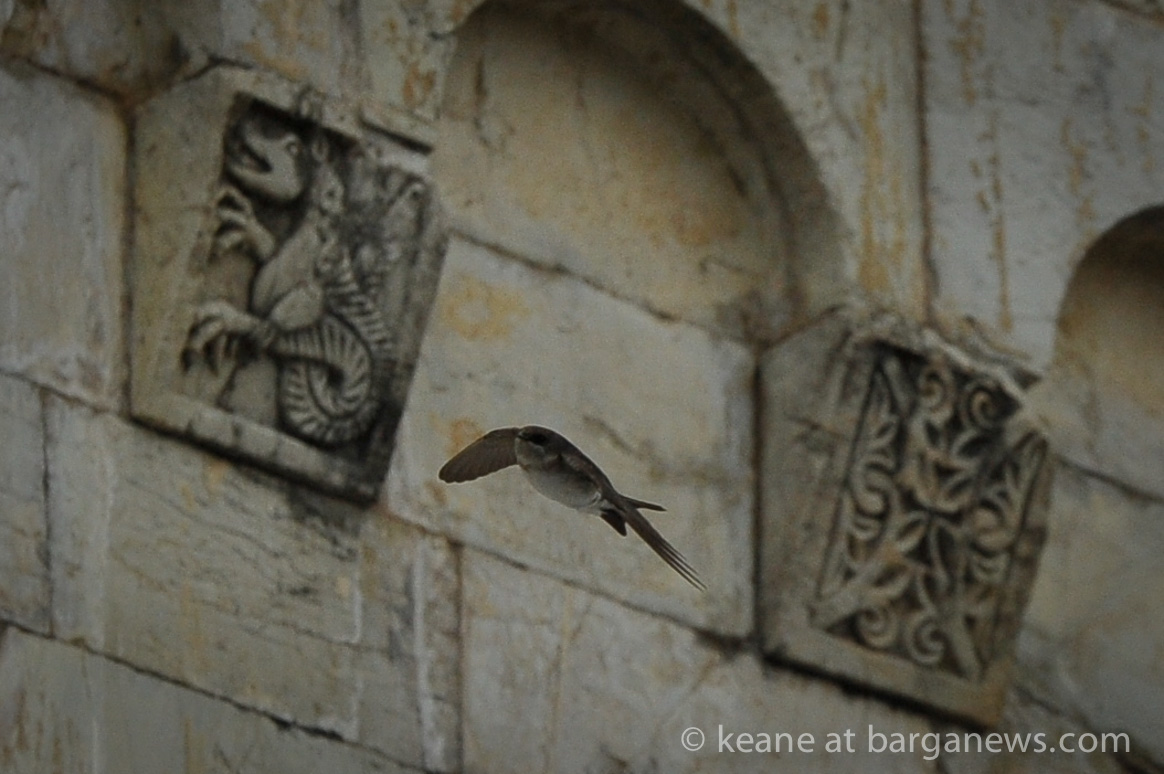 Swallows gathering