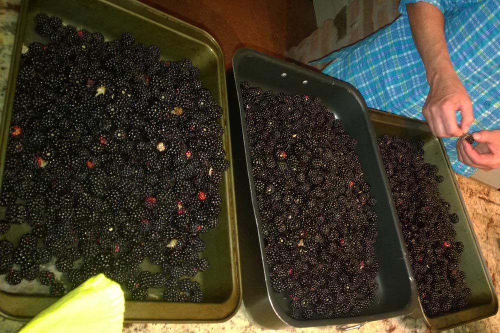 Sensone: Blackberry Picking
