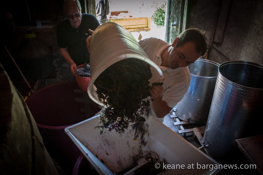 Vendemmia 2016 – the grape picking starts
