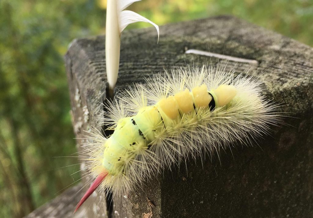 Something moving in the Park