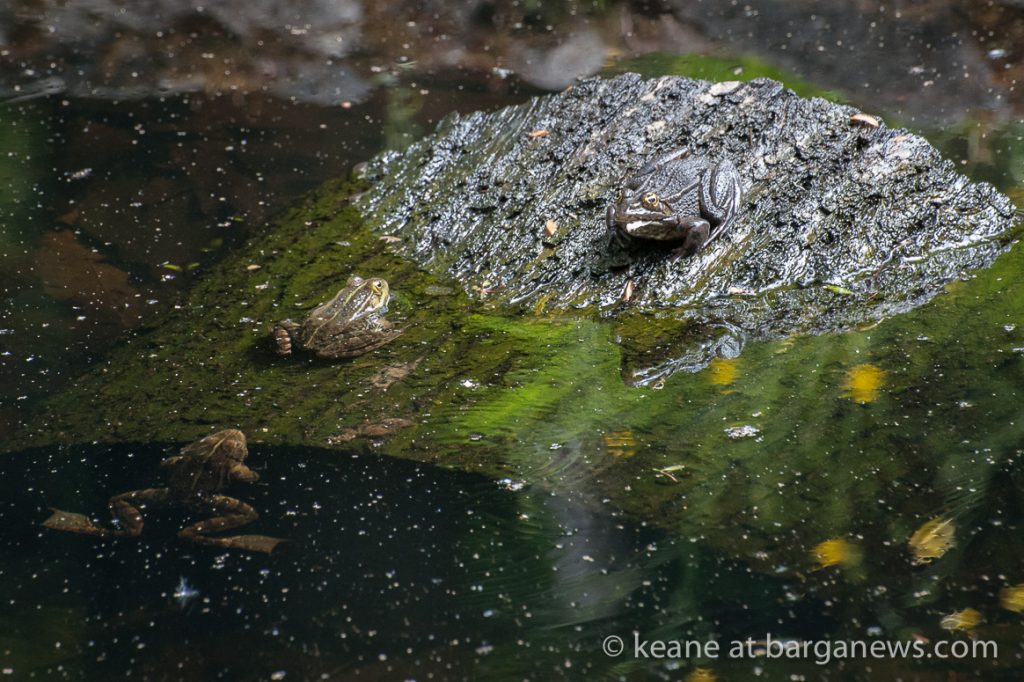 Frogs: the sound of spring