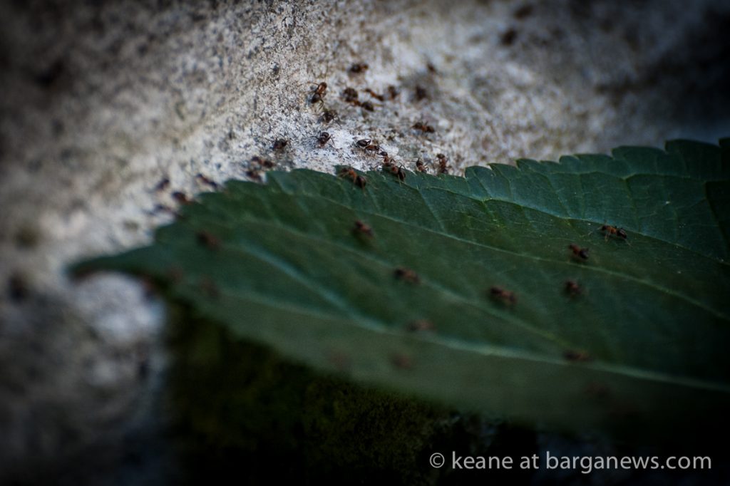 Daily Image – 15th June 2017