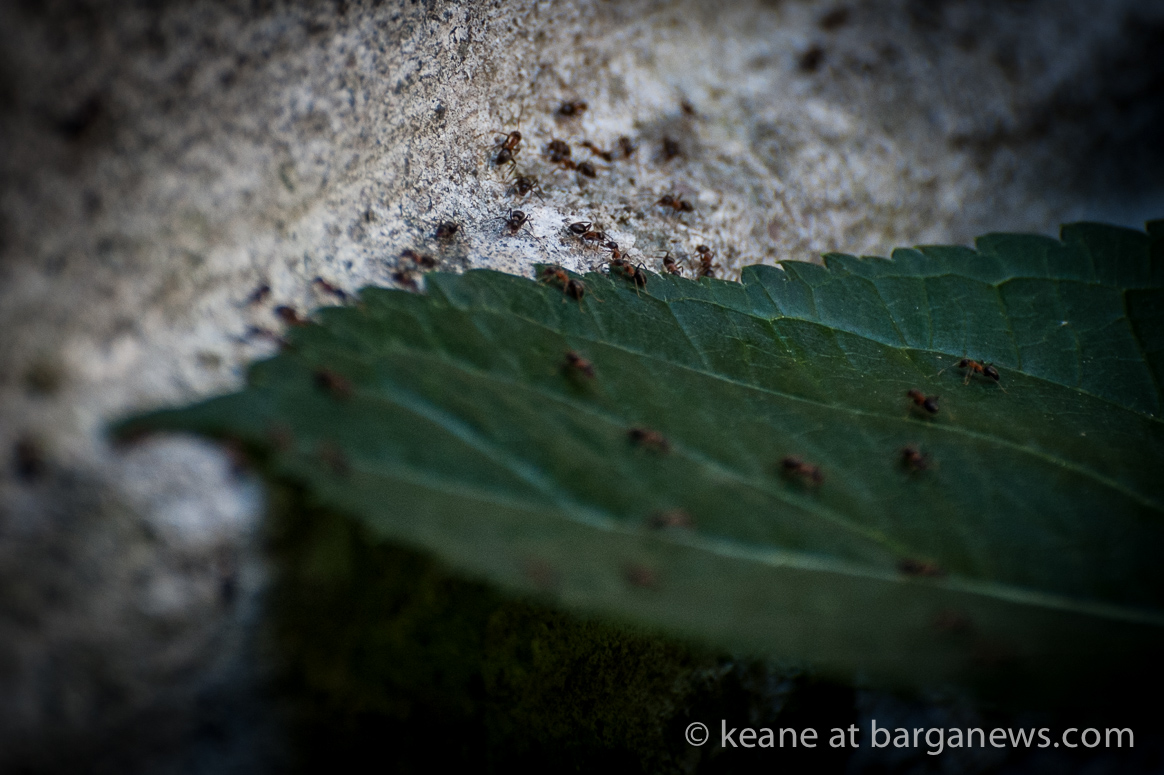 Daily Image – 15th June 2017