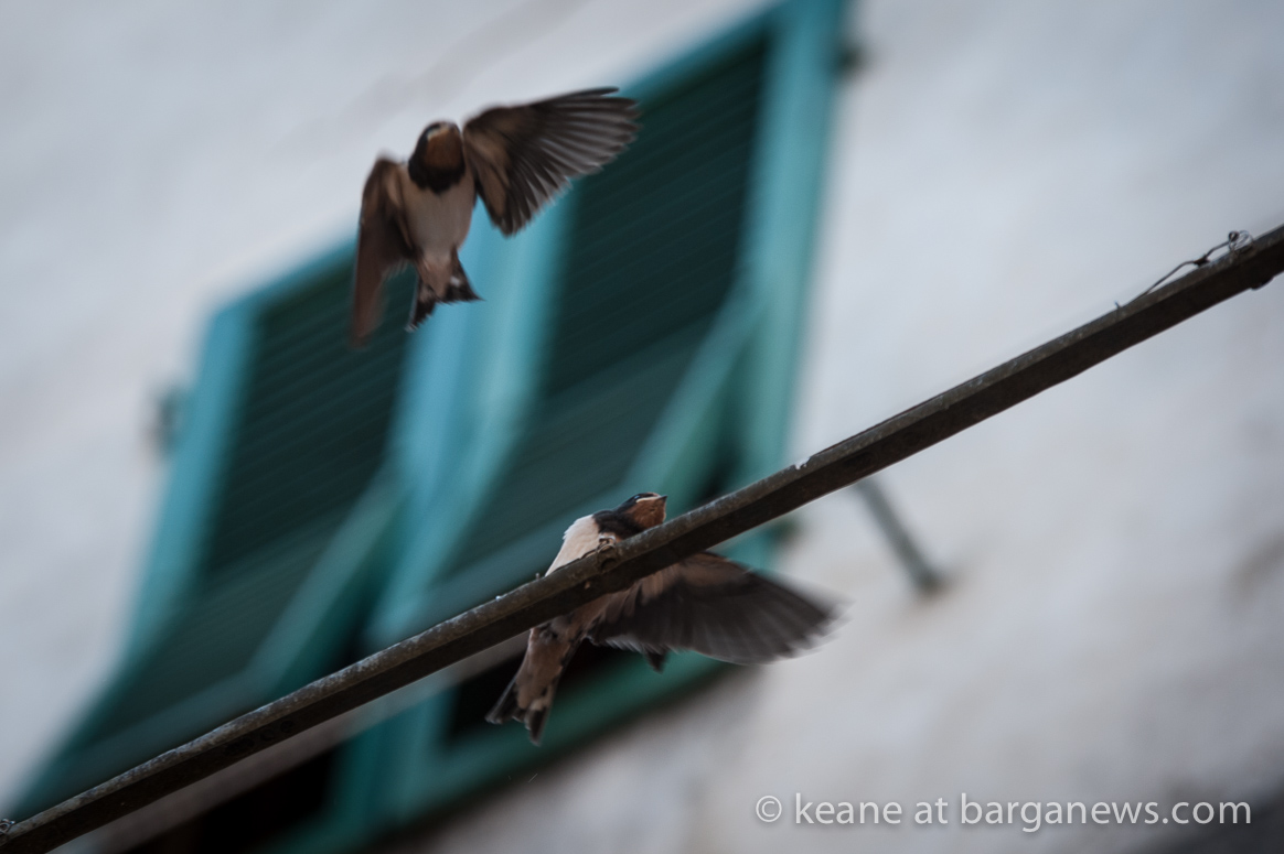 Swallows take their first flight from the nest