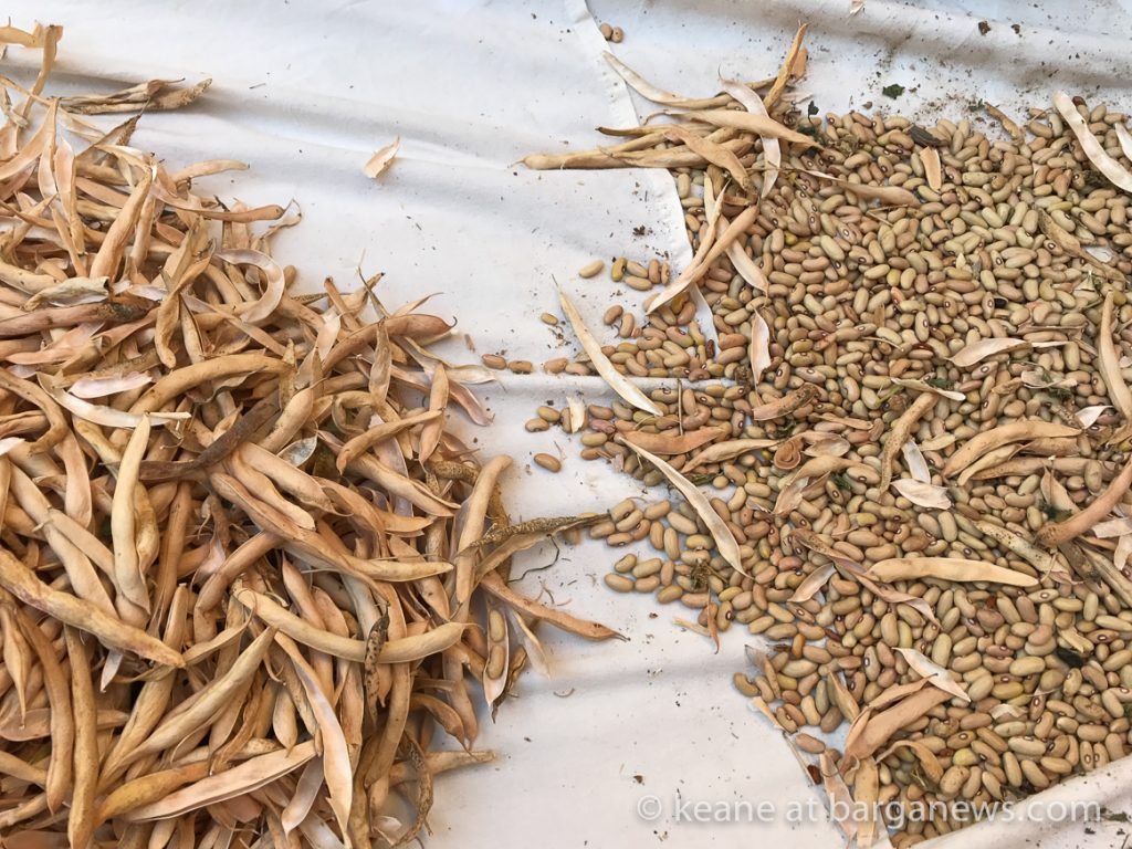 Shelling beans in Barga