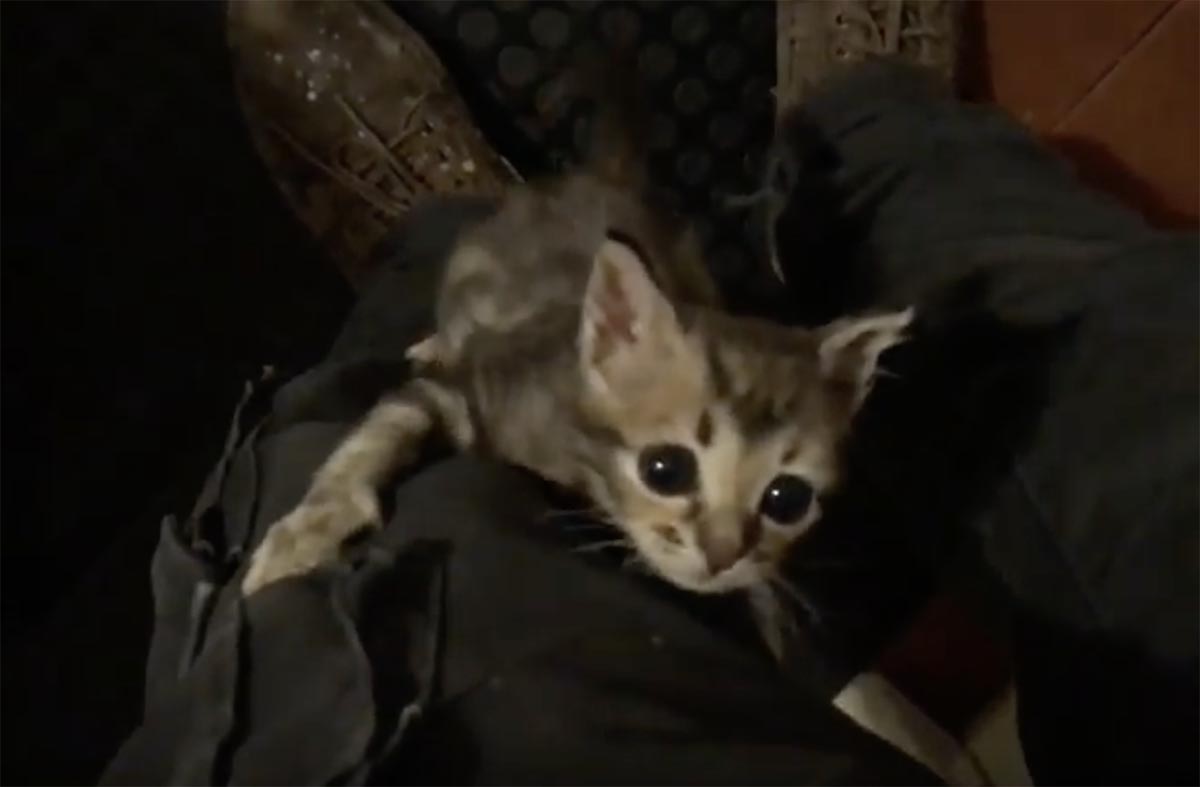 Bottle feeding the kitten