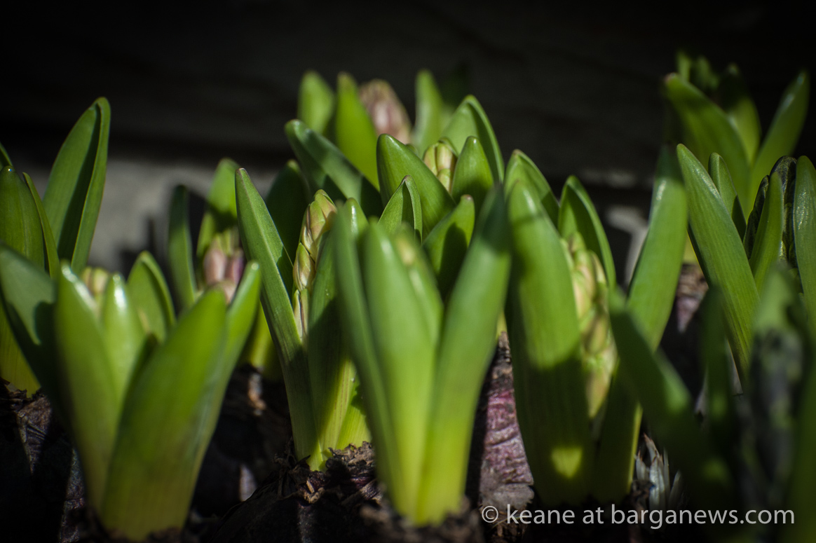 Daily Image – 20th January 2018