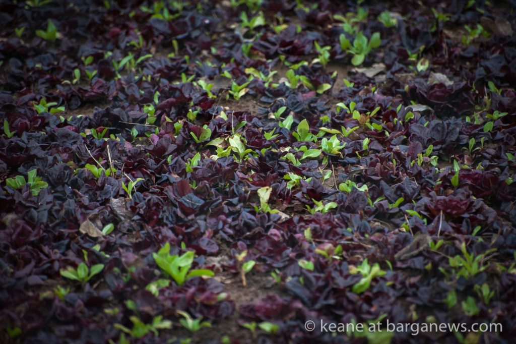 Daily Image – 7th February 2018