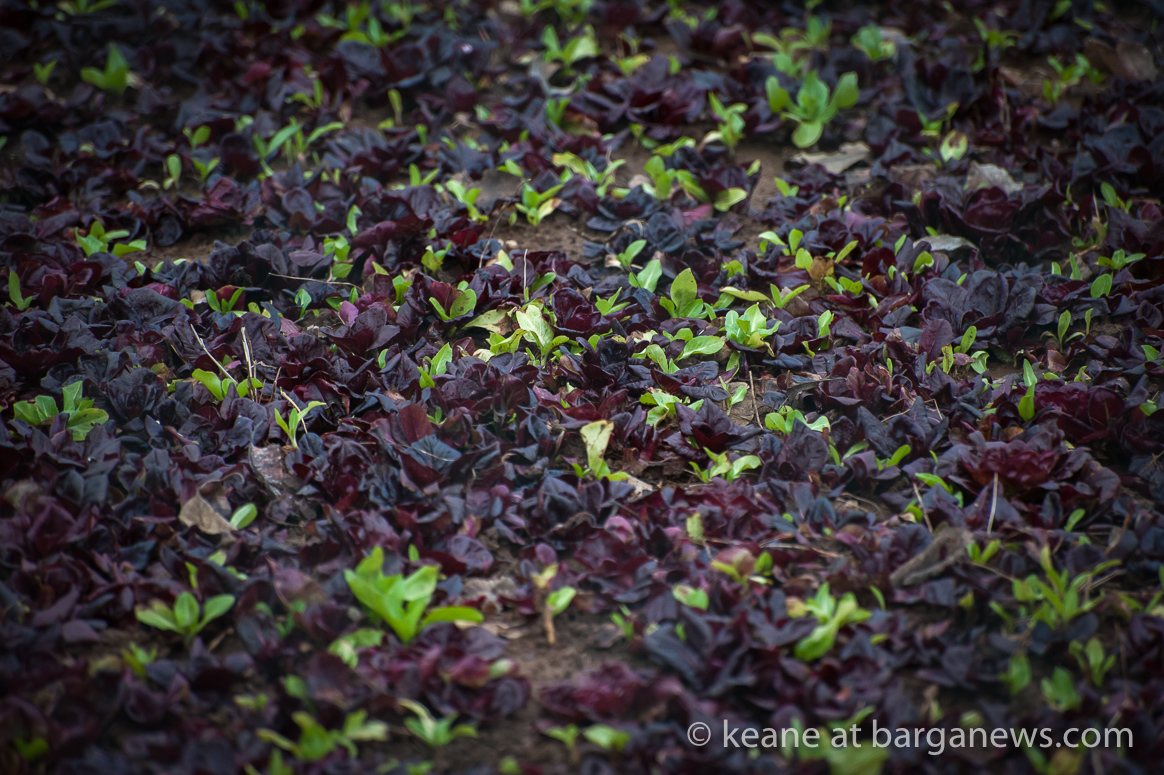 Daily Image – 7th February 2018