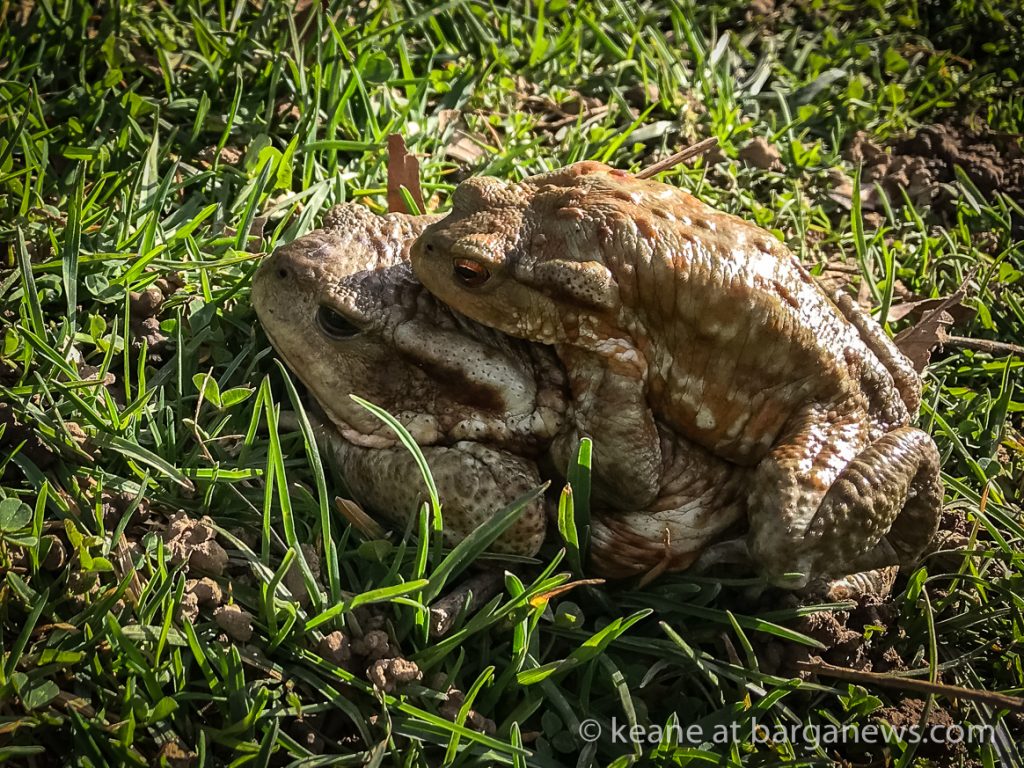 The Toads Sex Olympics now taking place in Garfagnana