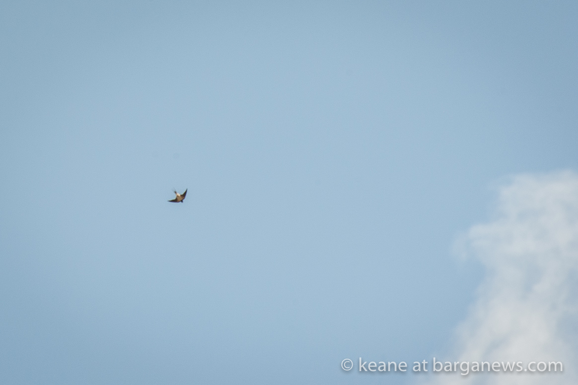 The first swallow of spring arrives in Barga