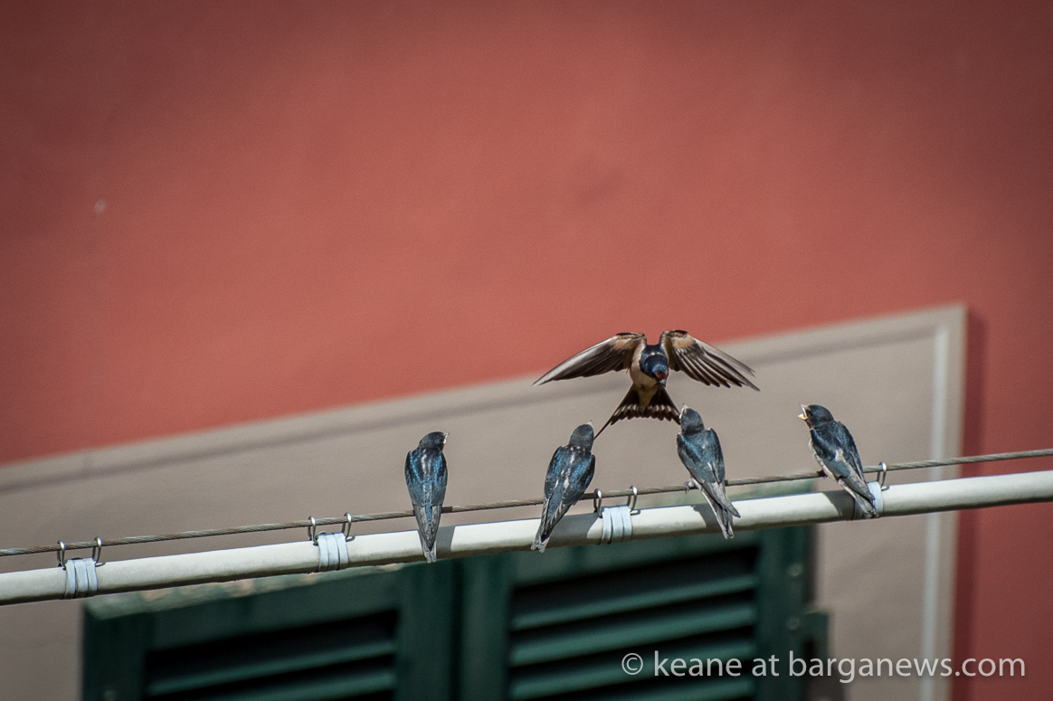 Young swallows lining up to be fed