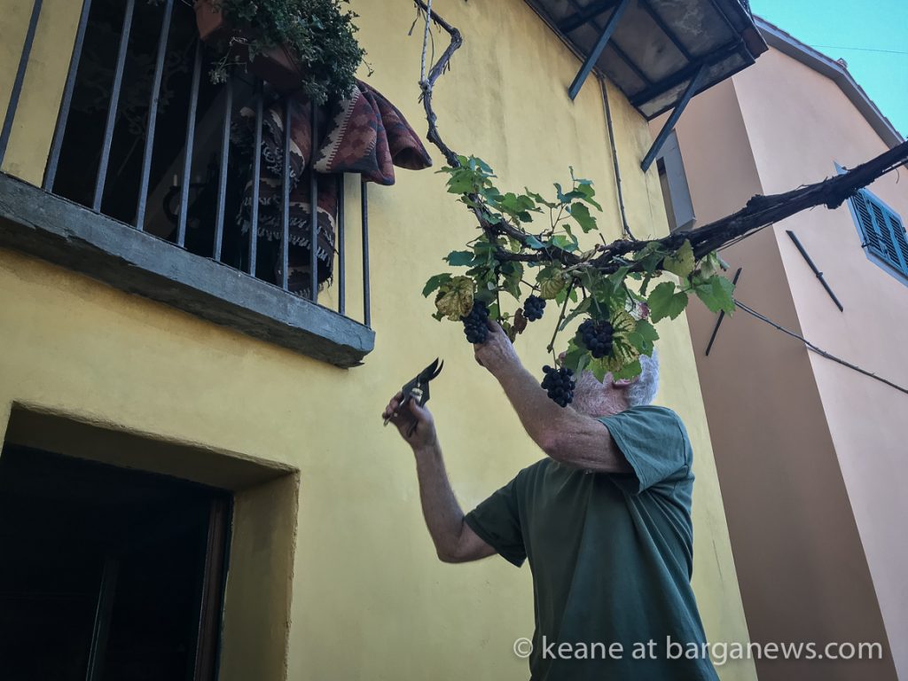 Vertical vendemmia at Casa Fontana 2018