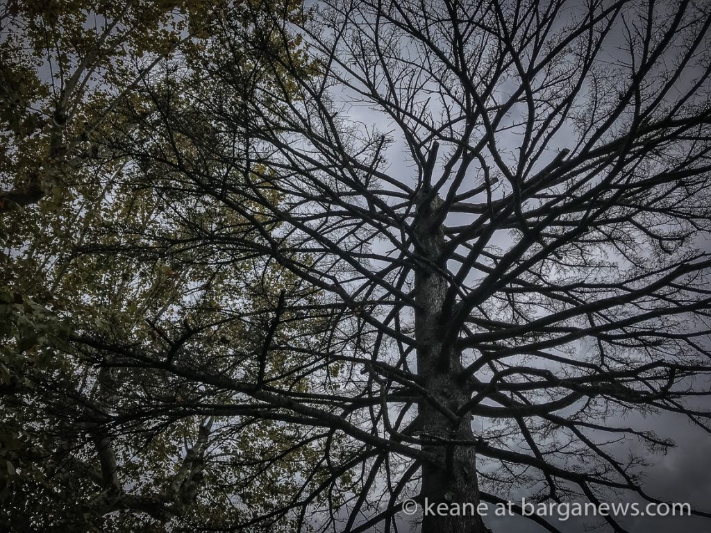 Daily Image – 12th November 2018