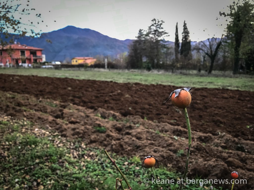 Autumn ploughing in Barga