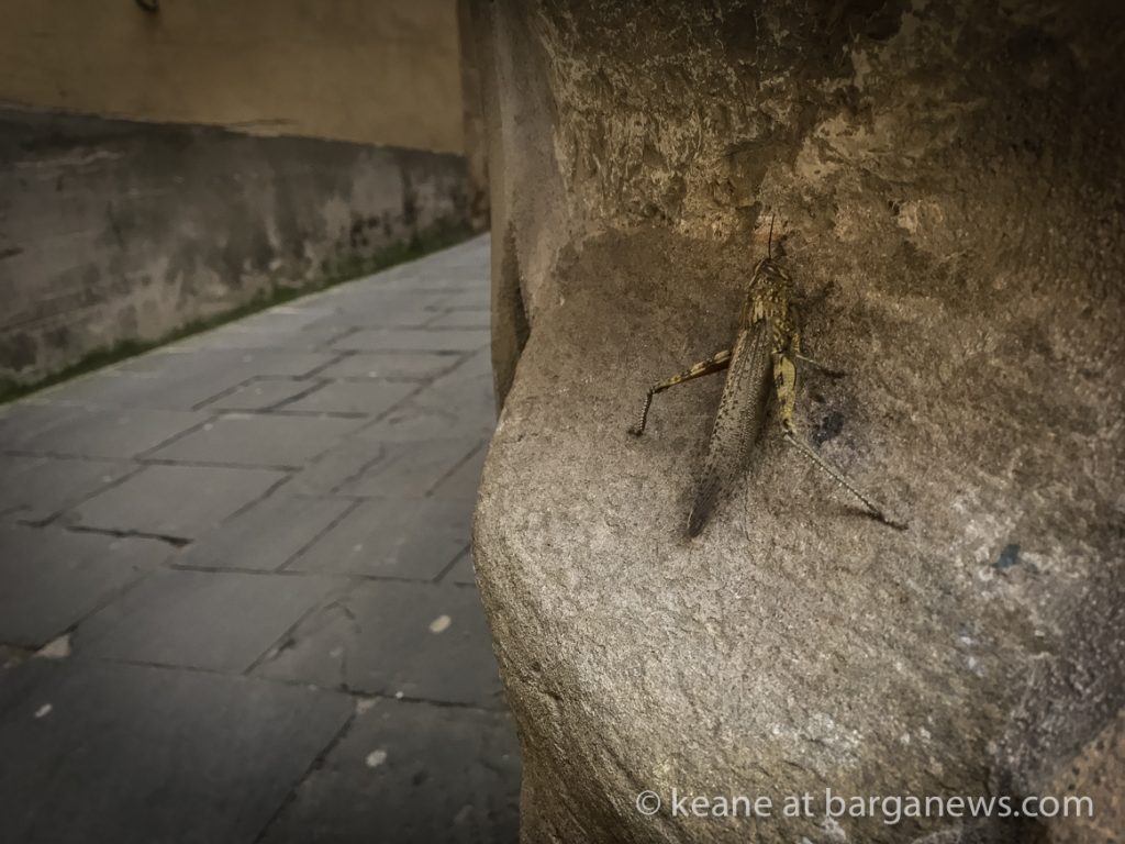 Daily Image – 13th November 2018