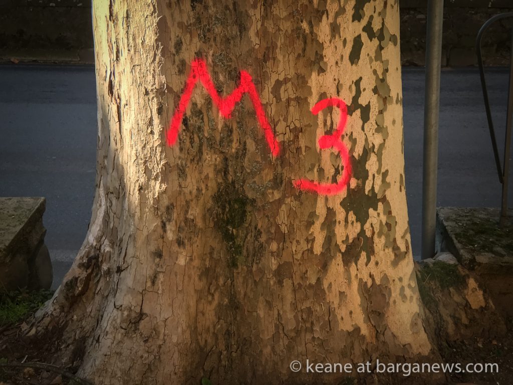 Is there any hope for the plane trees on the Fosso ?