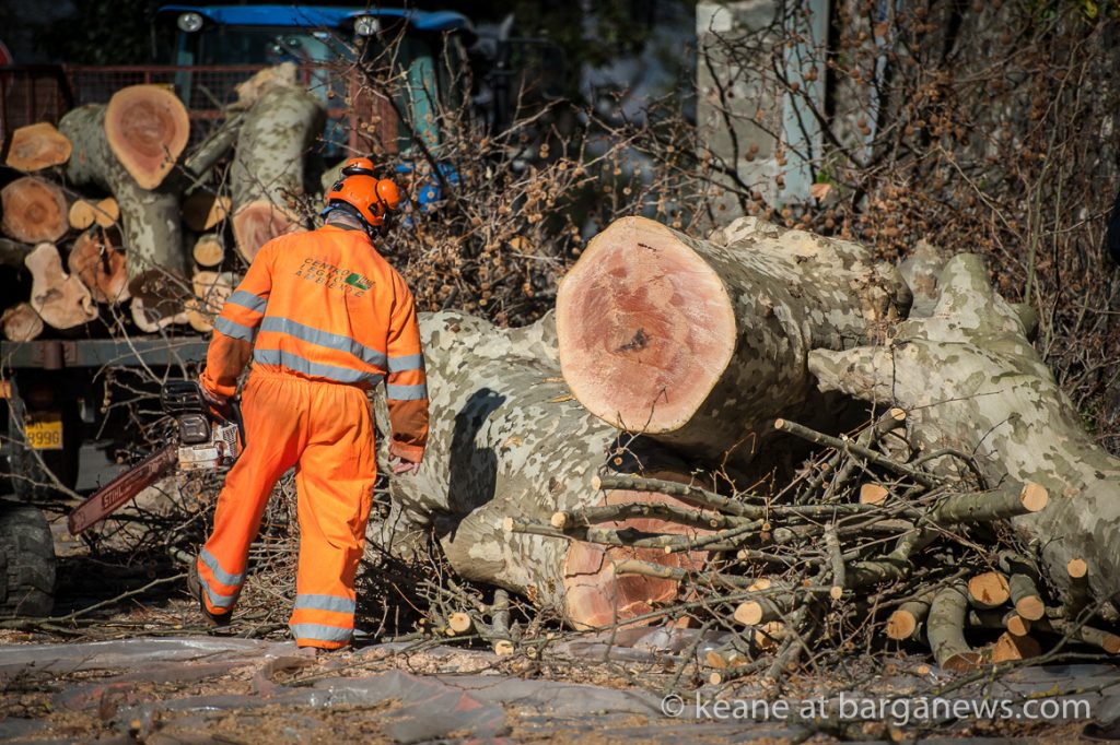 Five plane trees on Fosso cut down