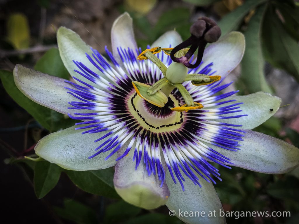 Daily image 21st June 2019