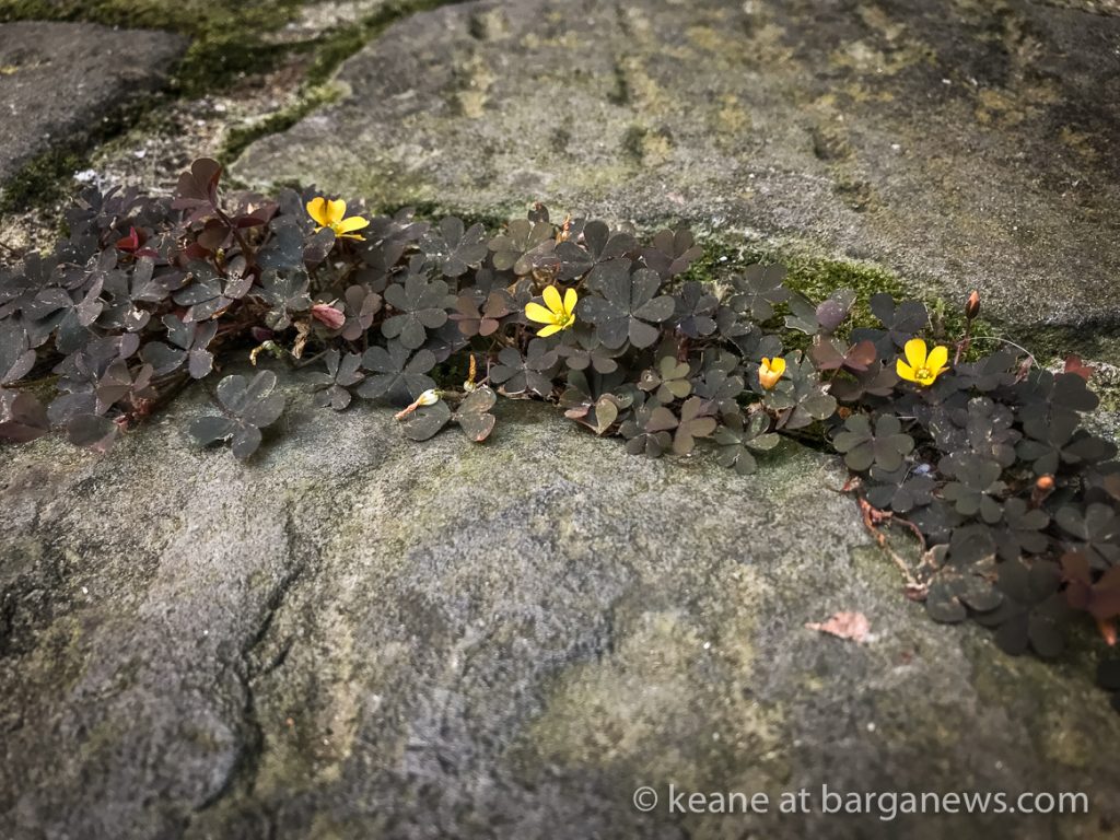 Daily image 12th June 2019